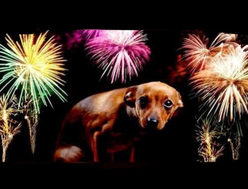 Rieti, appuntamento gratuito su come affrontare i botti di fine anno con un amico a quattro zampe