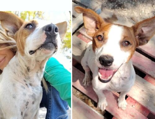 Ritrovata incinta su strada: Guenda, 3 anni. Oggi ha tanta voglia di essere amata