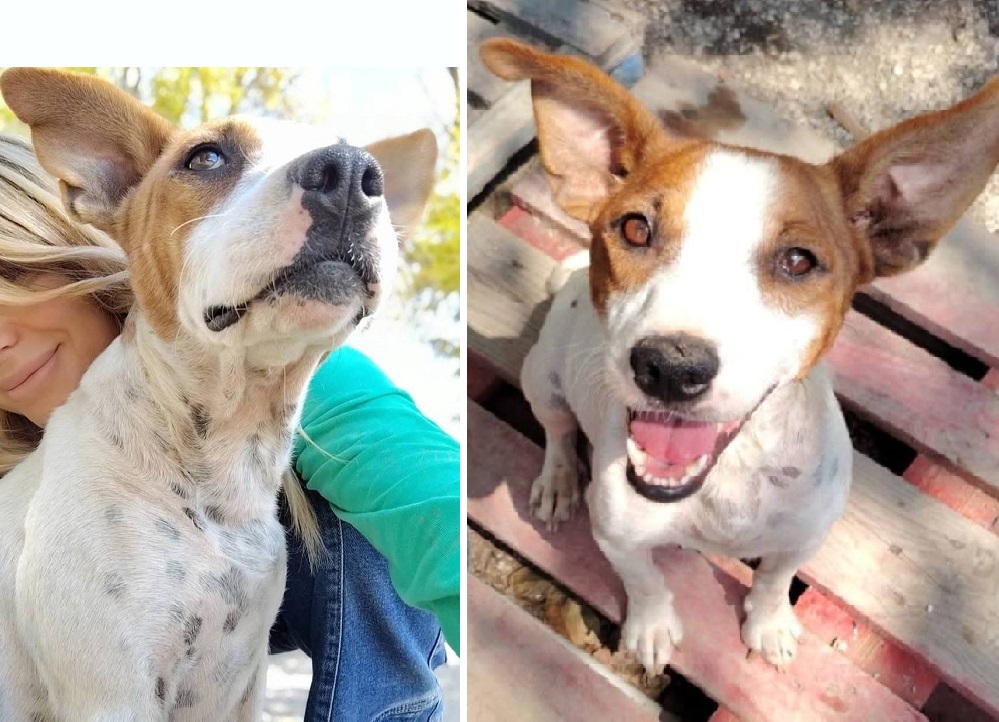 cane_cagnolina_guenda_oasi_di_brenda