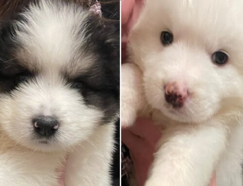 Si comincia a cercare una famiglia: Ares e Atena hanno 40 giorni e tanta voglia di felicità