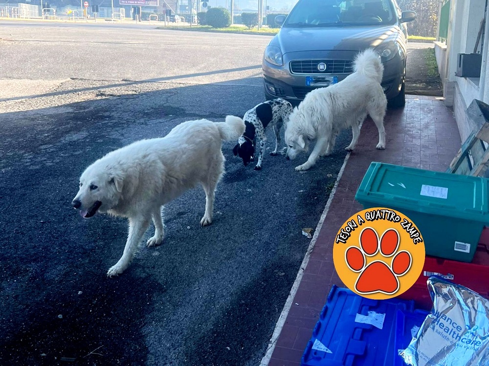 cane_cani_via_togliatti_rieti-tizana_de_santis