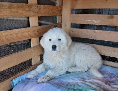 Trovato in strada magro, con pulci e senza microchip. Ora aspetta adozione, nel box piange e si dispera