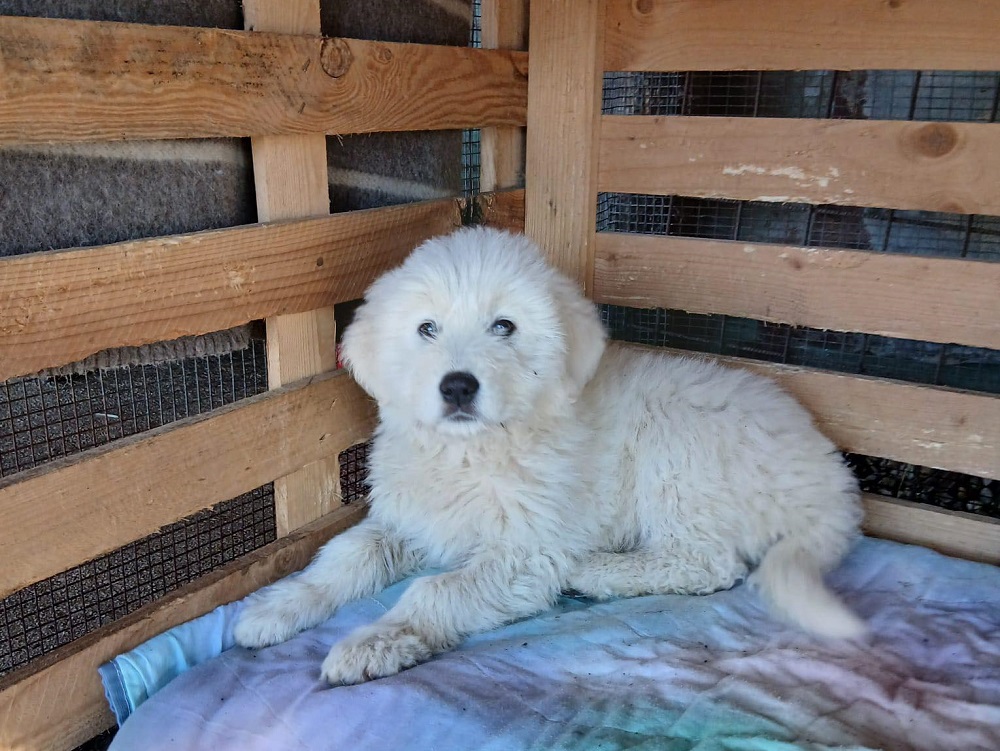 cane_cucciolo_maremmano_karolina