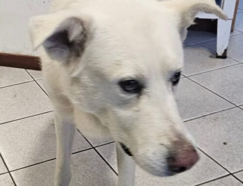 Dopo il canile tornato a casa il cane fermato a Montopoli di Sabina