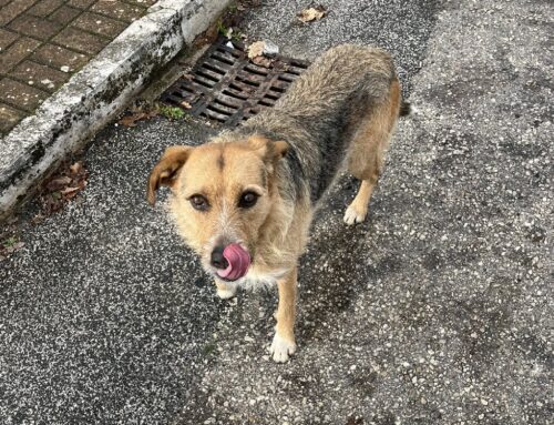 A Santa Rufina segnalato cane in strada provvisto di collare rosso di stoffa: chi lo ha smarrito?