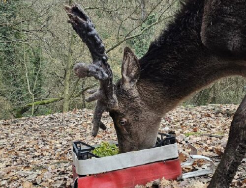 Regalo natalizio per Sigfrido, il Cervo che da oltre 10 anni abita presso il Parco Faunistico Piano dell’Abatino