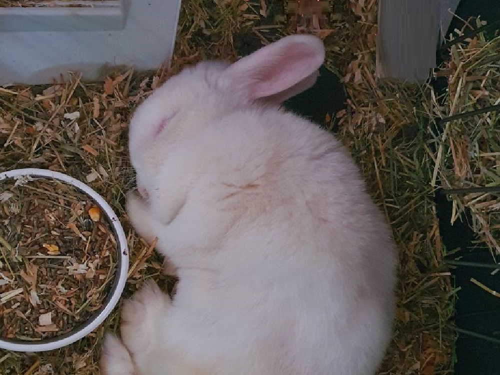 conisglio_milady_anna_maria_selci