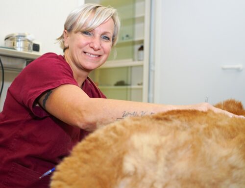 Lazio regione pet friendly: quasi 1 animale domestico su 2 adottato arriva da rifugi o dalla strada