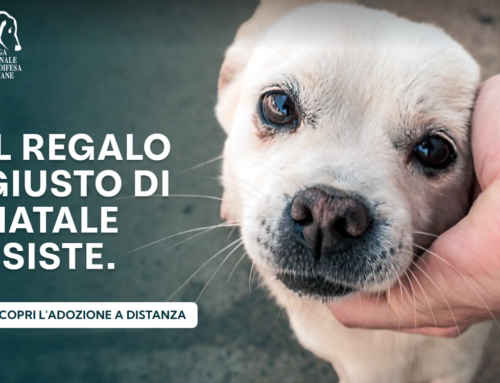 LNDC: “Il regalo giusto di Natale esiste, un’adozione a distanza”