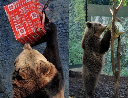 Iniziative natalizie al Bioparco di Roma