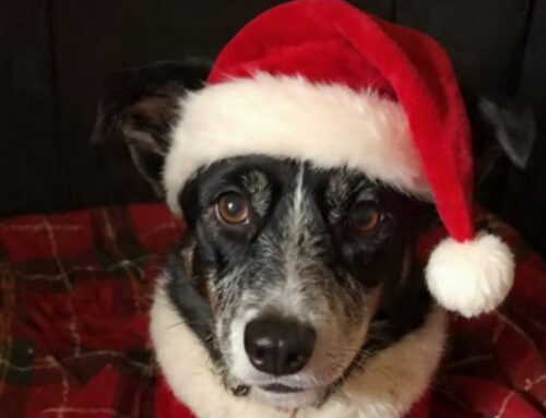 Sven versione natalizia: questo tesoro cerca adozione da 4 anni