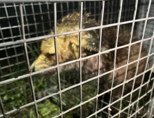 Volpe gravemente malata di rogna salvata in piazzale Mercatanti a Rieti: incrociamo le dita