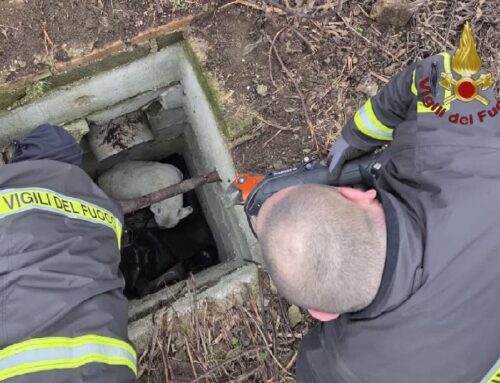 Vigili del Fuoco di Montelibretti salvano cane taglia grande intrappolato in una cloaca profonda 3 metri