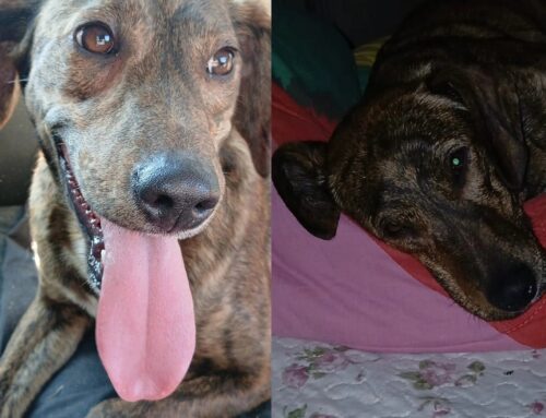 Lei è Lilly, dolcissima cagnolina con un mantello speciale. Ha due occhioni stupendi