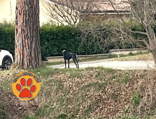Cane sulla Terminillese. Chi lo ha perso?