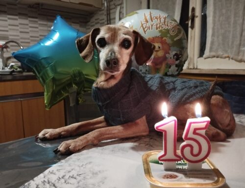 Addio a Bimba, la piccolina dei cari Simone e Francesca