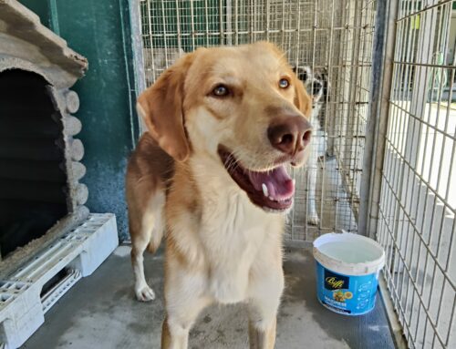 APPUNTI A SEI ZAMPE – Amare un cane senza aspettative