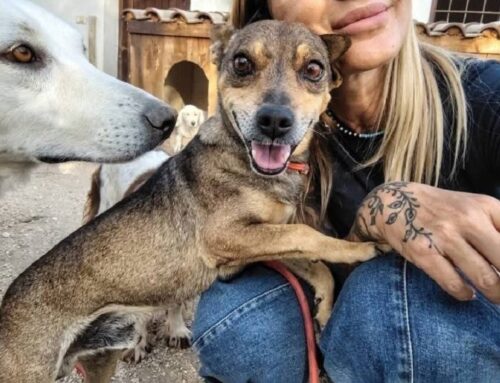 Lucky è un puffobuffo di 9 anni taglia piccola in cerca di adozione