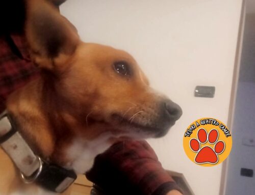 Entrato impaurito in una proprietà privata di Chiesa Nuova: di chi è?