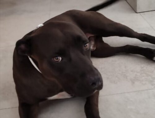 Vasto, è fuggito da casa Folk: qualcuno lo ha visto?