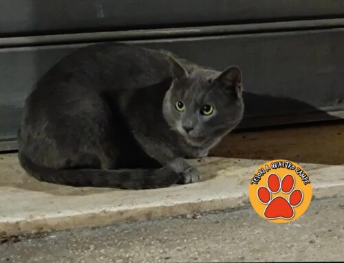 Gattino simil Certosino trovato a Rieti