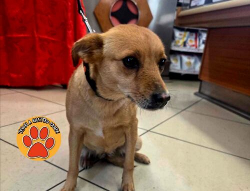 Cagnolina trovata a Villa Reatina, chi l’ha smarrita?