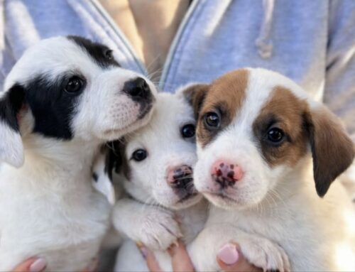 Vasto (Abruzzo), tre cuccioli in adozione futura taglia medio piccola