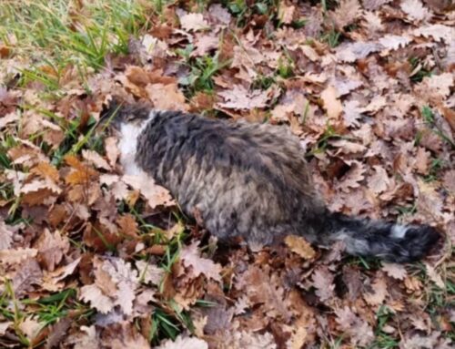 Gatto investito e lasciato sotto la pioggia: soccorso dopo un’ora