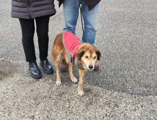 Dora è uscita dal Canile di Rieti. Grazie a Marco per averla scelta