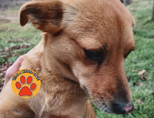 Cagnolino trovato a Madonna del Cuore