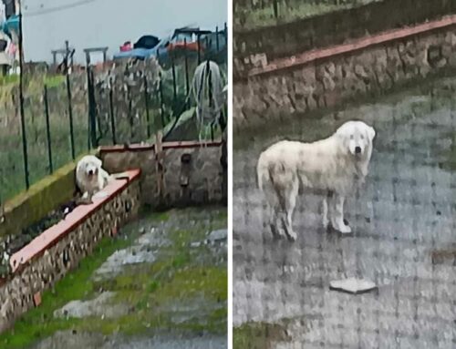Cagnolone a Chiesa Nuova, entrato in un giardino privato. Sembra smarrito
