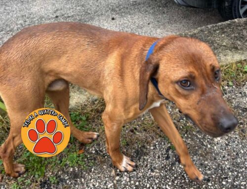 Trovato sulle rotaie di via Salaria per L’Aquila, chi lo riconosce?