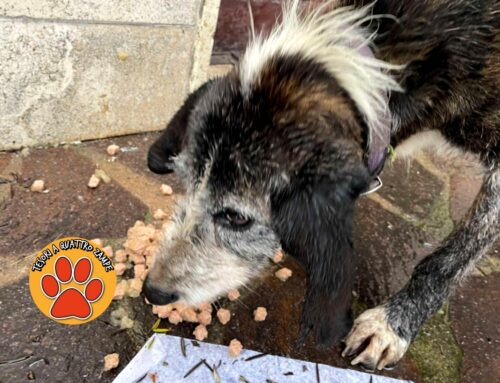 Cane anziano sotto la pioggia a Contigliano. Si cercano i familiari