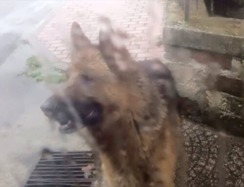 Pastore Tedesco sotto la pioggia a Cittaducale