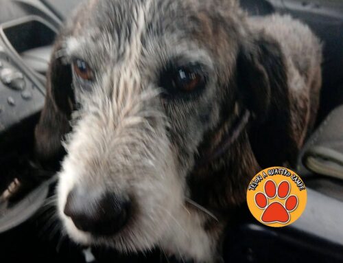 Fermata e tornata a casa l’anziana cagnolina di Contigliano