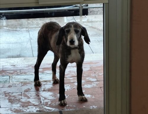 Contigliano, segnalata di nuovo in strada
