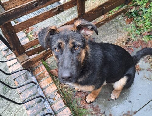 Trovata a Vazia: chi l’ha smarrita?