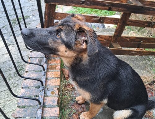 Tornata a casa la cagnolina scappata a Vazia