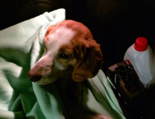 Cane recuperato sotto la pioggia di Cittaducale