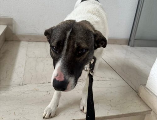 Cane trovato nel Grande Raccordo Anulare zona Pisana. Chi lo ha smarrito?