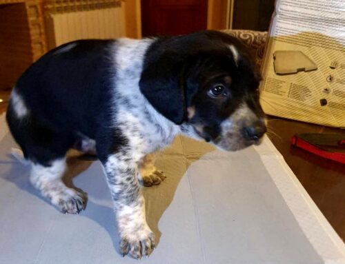 C’è bisogno di aiuto per tre cuccioli di cane dalla provincia di Rieti