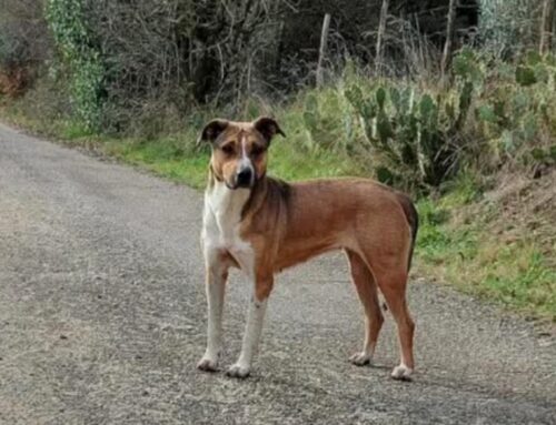 Gira da giorni in strada, magra e affettuosa: smarrita?