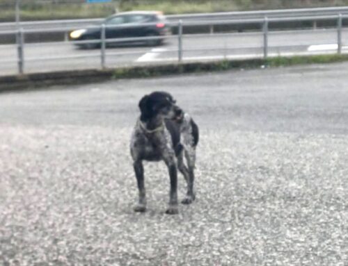 Cane in mezzo strada ad Osteria Nuova