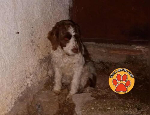 Fermato e messo in sicurezza il cagnolino avvistato a Santa Rufina