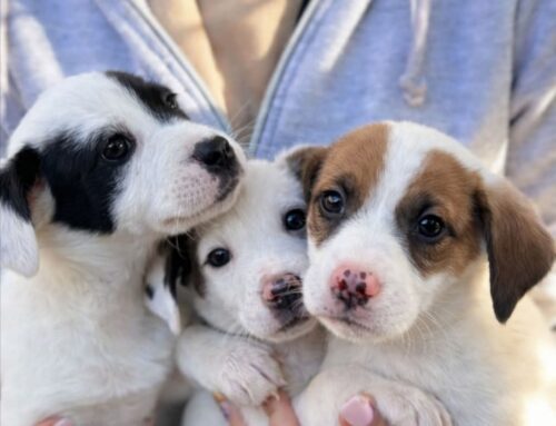 Aldo, Amedeo e Adele disponibili per adozioni