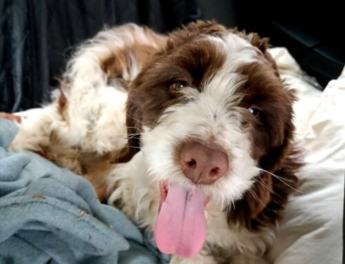 Ecco a voi Toto, il cagnolino salvato a Santa Rufina