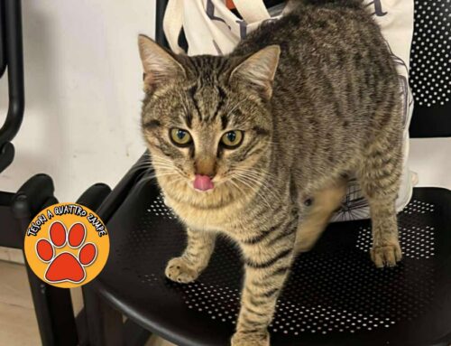 Gatto trovato zona ASL Rieti
