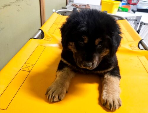 Cucciolotto recuperato zona Riserva Laghi Lungo e Ropasottile