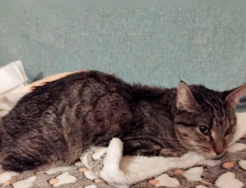 Gatta ipotermica e scheletrica salvata in via Salaria per L’Aquila