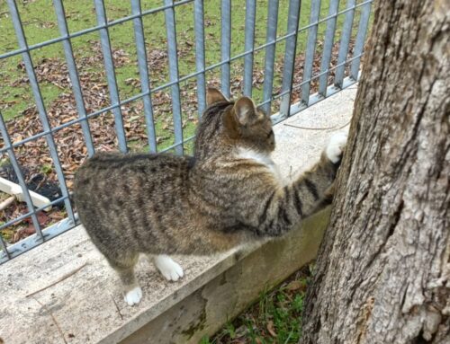 Polpetta è stata ritrovata